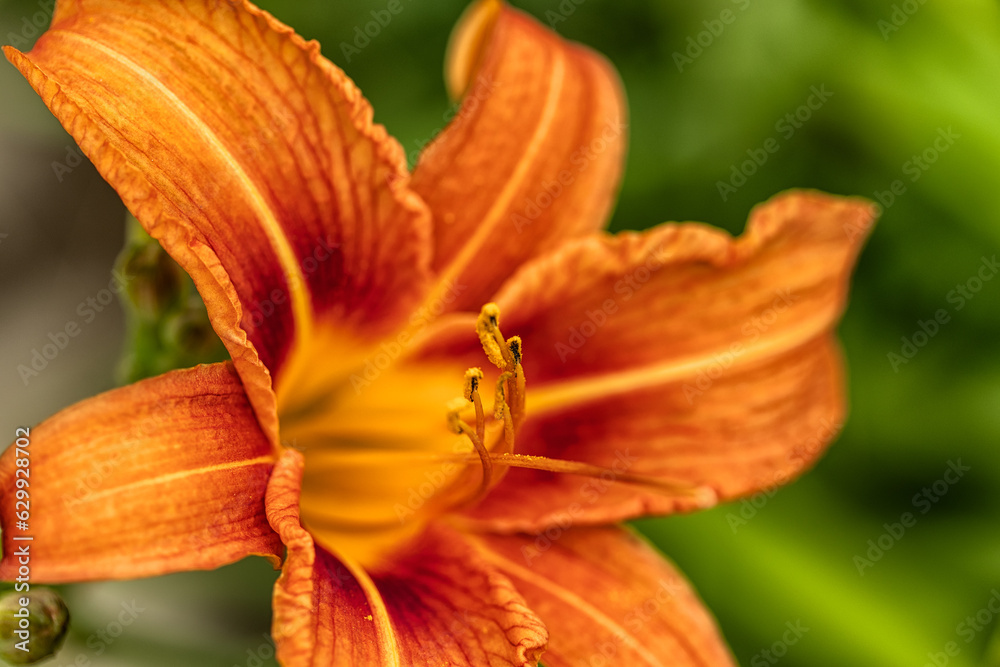 Blooming daylily on a blurred background. . Blooming daylily on a blurred background. .