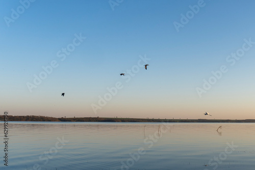 seagulls flying over the river
