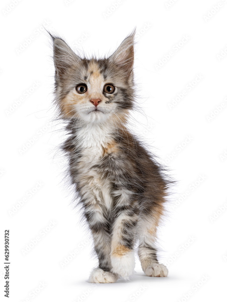 Adorable cute tortie cat kitten, standing up facing front. Looking towards camera. Isolated on a white background.