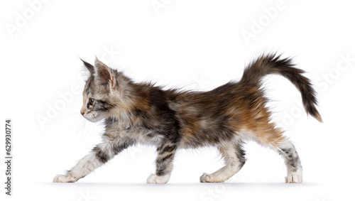 Adorable cute tortie cat kitten, walking and stretching side ways. Looking side ways. Isolated on a white background.