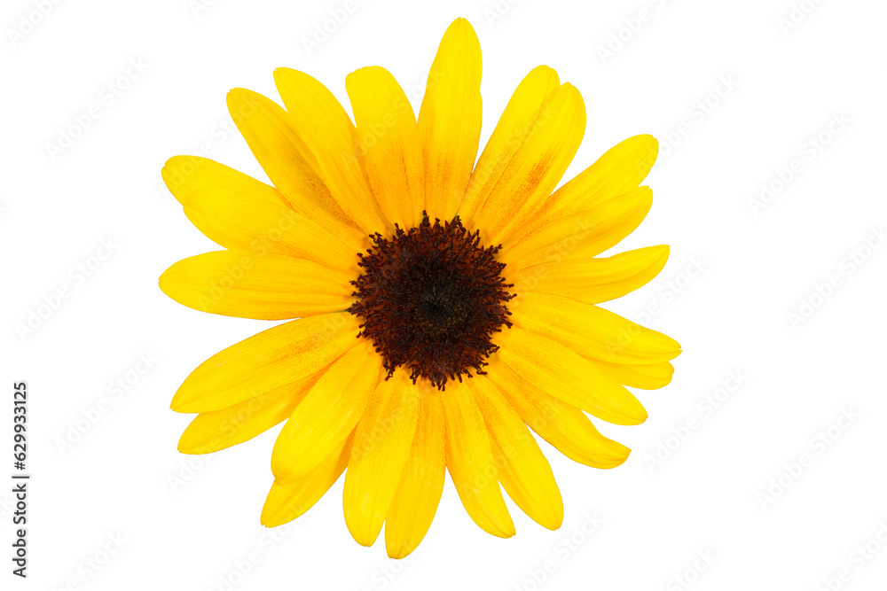 Blüte einer Sonnenblume (Helianthus annuus) vor transparentem Hintergrund mit kleinem braunen Blütenkorb und gelben Hüllblättern, Korbblütler, gelb Blüte einer Sonnenblume (Helianthus annuus) vor transparentem Hintergrund mit kleinem braunen Blütenkorb und gelben Hüllblättern, Korbblütler, gelb