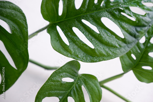 close up of wet monstera adansonii leaves on white background