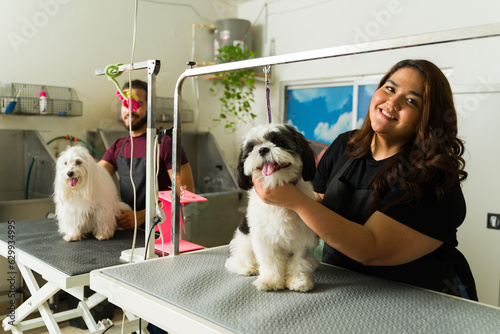 Excited pet groomer finishing trimming the hair of a shih tzu dog photo