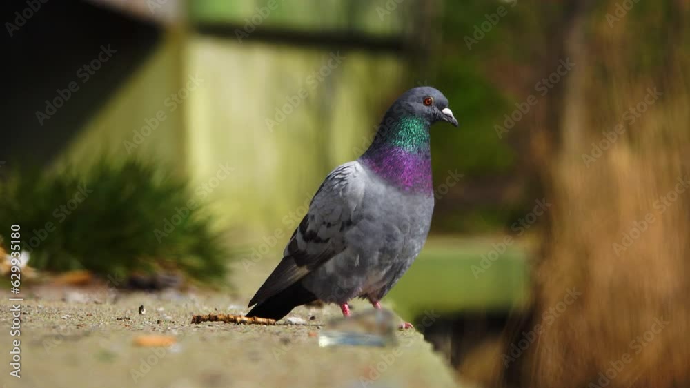 beautiful gray dove on blurred gray background beautiful gray dove on blurred gray background
