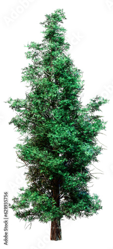 3D Rendering Eastern Red Cedar Tree on White photo