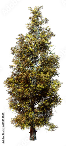 3D Rendering Eastern Red Cedar Tree on White photo