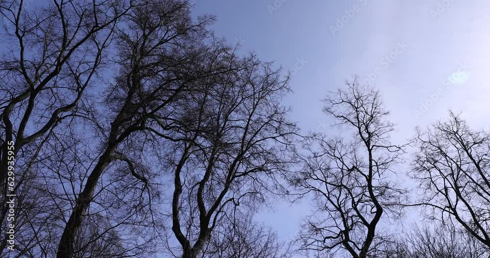 deciduous trees without foliage on a bright sunny day in spring, bare trees in sunny spring weather, deciduous trees without foliage on a bright sunny day in spring, bare trees in sunny spring weather,