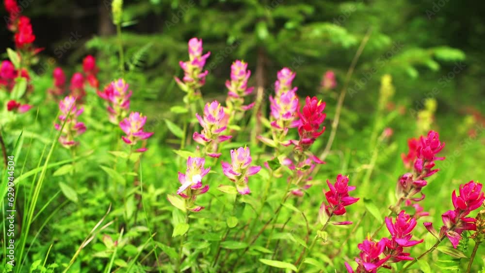 Paintbrush wildflowers, red pink flowers in Colorado macro closeup at Top of Vail Tour Ridge route hiking trail path in summer panning shot Paintbrush wildflowers, red pink flowers in Colorado macro closeup at Top of Vail Tour Ridge route hiking trail path in summer panning shot