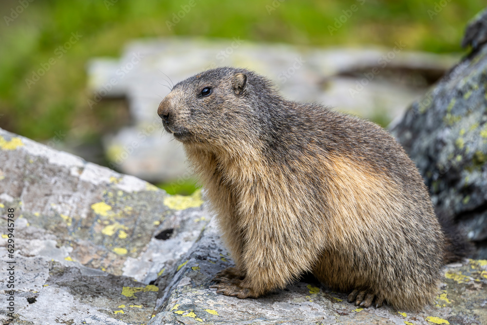 Alpine marmot, Marmota marmota, on a rock. The Fagaras Mountains, Romania. Alpine marmot, Marmota marmota, on a rock. The Fagaras Mountains, Romania.