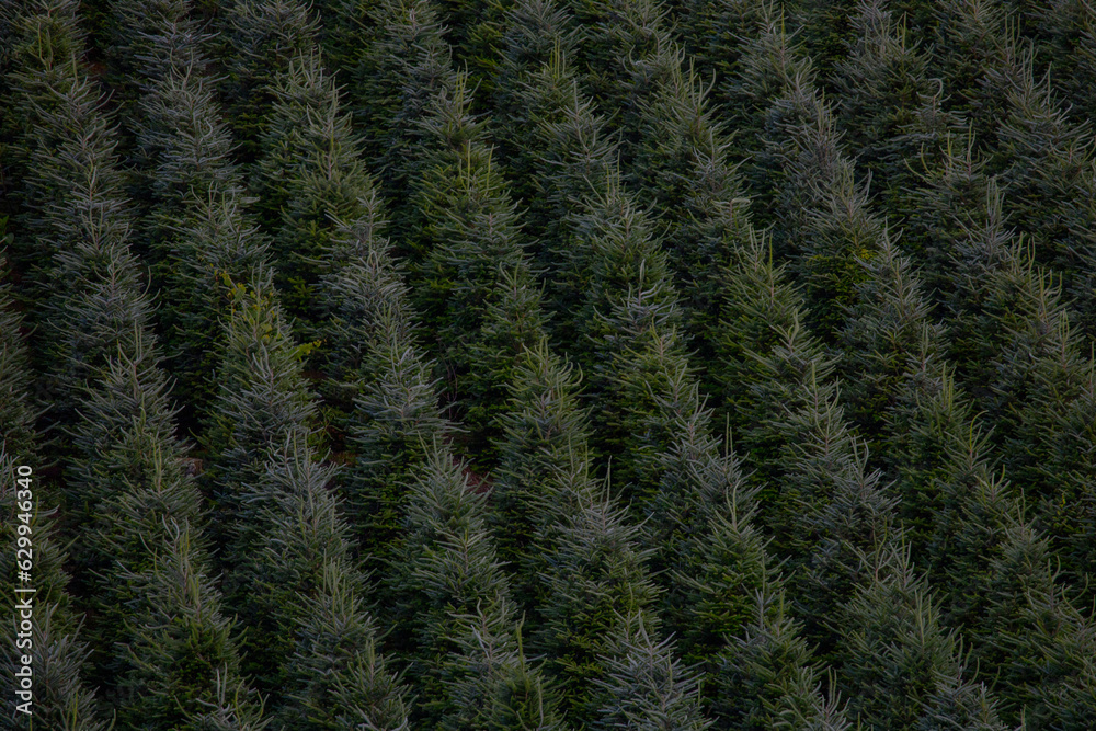 Christmas Tree Farm Christmas Tree Farm