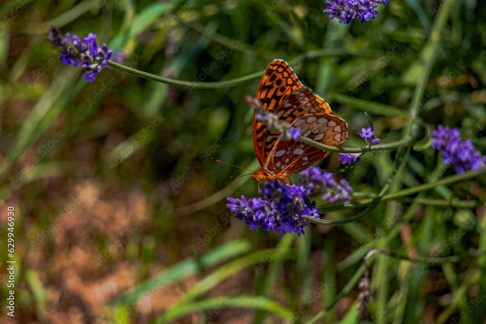 Butterfly in the lavender field