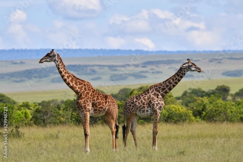 Two giraffes back to back in the savannah