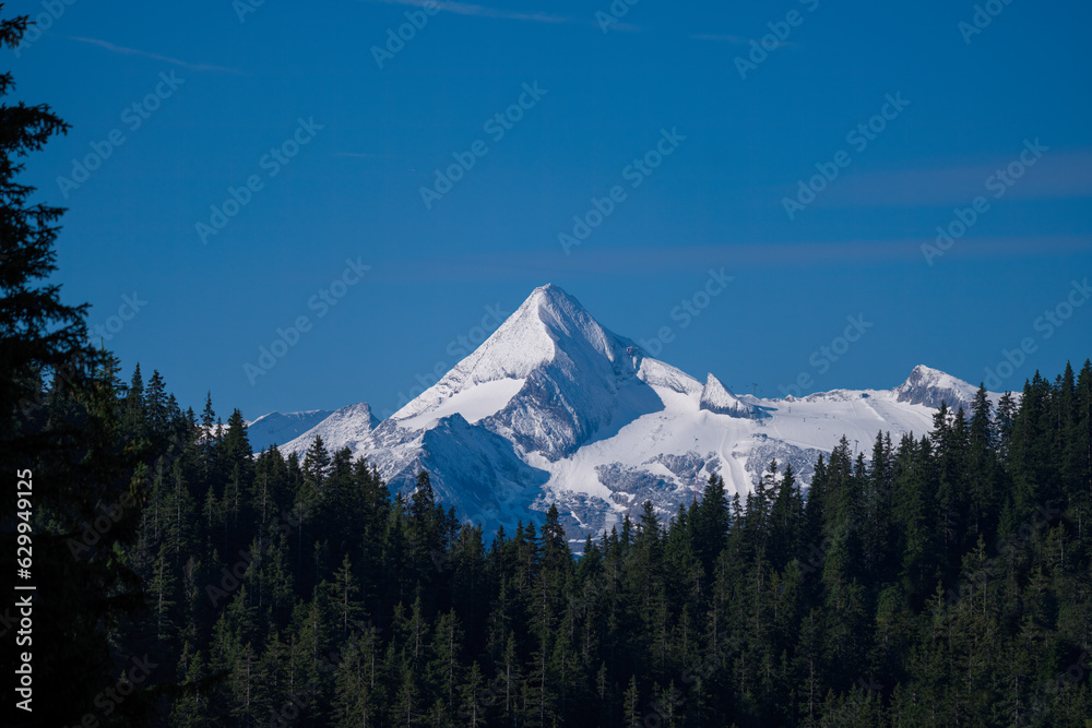 beautiful view to the snowy kitzsteinhorn in austria at a clear  sunny summer day, with a spruce forest in the foreground