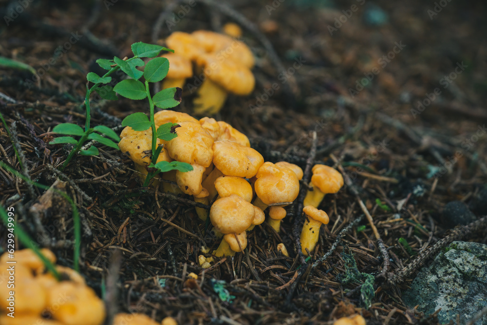 fresh growing chanterelle in the forest on the mountains at a summer morning fresh growing chanterelle in the forest on the mountains at a summer morning