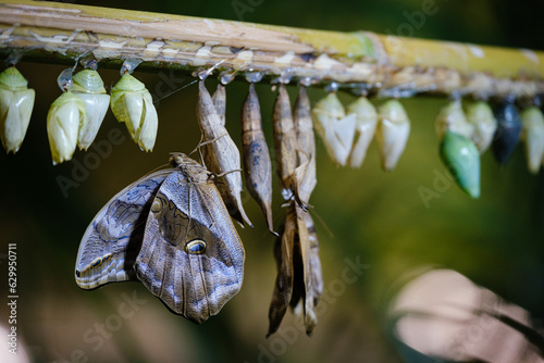 butterfly coccons photo