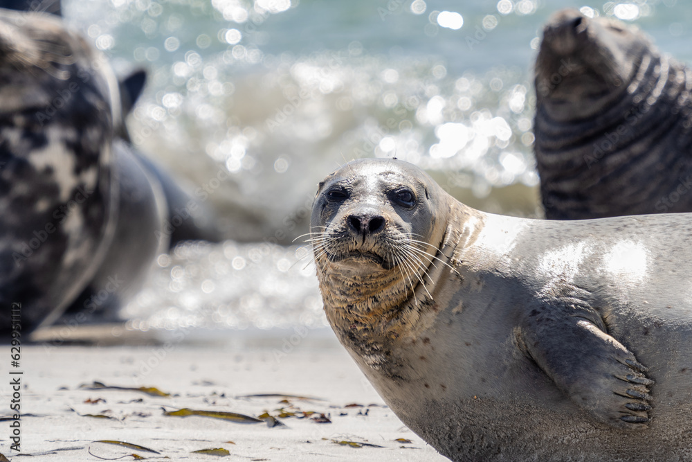Fototapeta premium Seehunde und Robben am Strand von Helgoland (Helgoland-Düne)