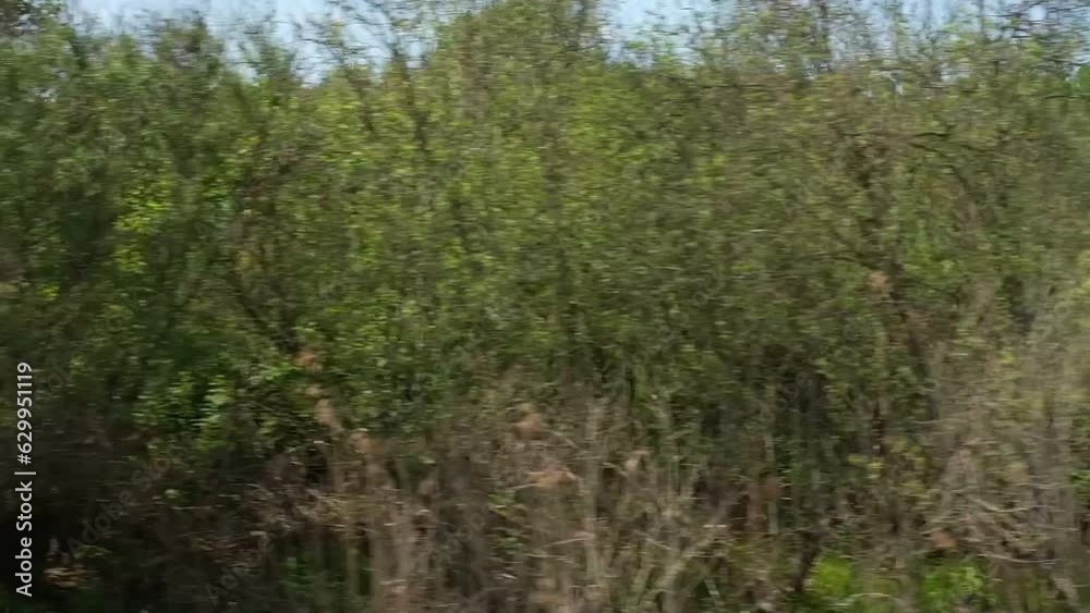 View through side window of car auto in motion on road. Highway along green forest and trees in summer. Tourism and travel, journey trip concept. Beautiful nature and landscape. Car speeding on road. View through side window of car auto in motion on road. Highway along green forest and trees in summer. Tourism and travel, journey trip concept. Beautiful nature and landscape. Car speeding on road.