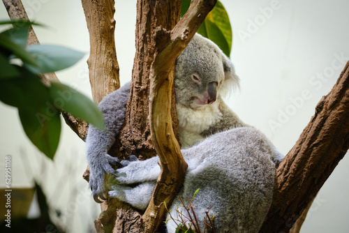 Canvas Print koala sleeping on the tree