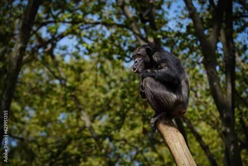 chimpanzee siting on the tree and watching