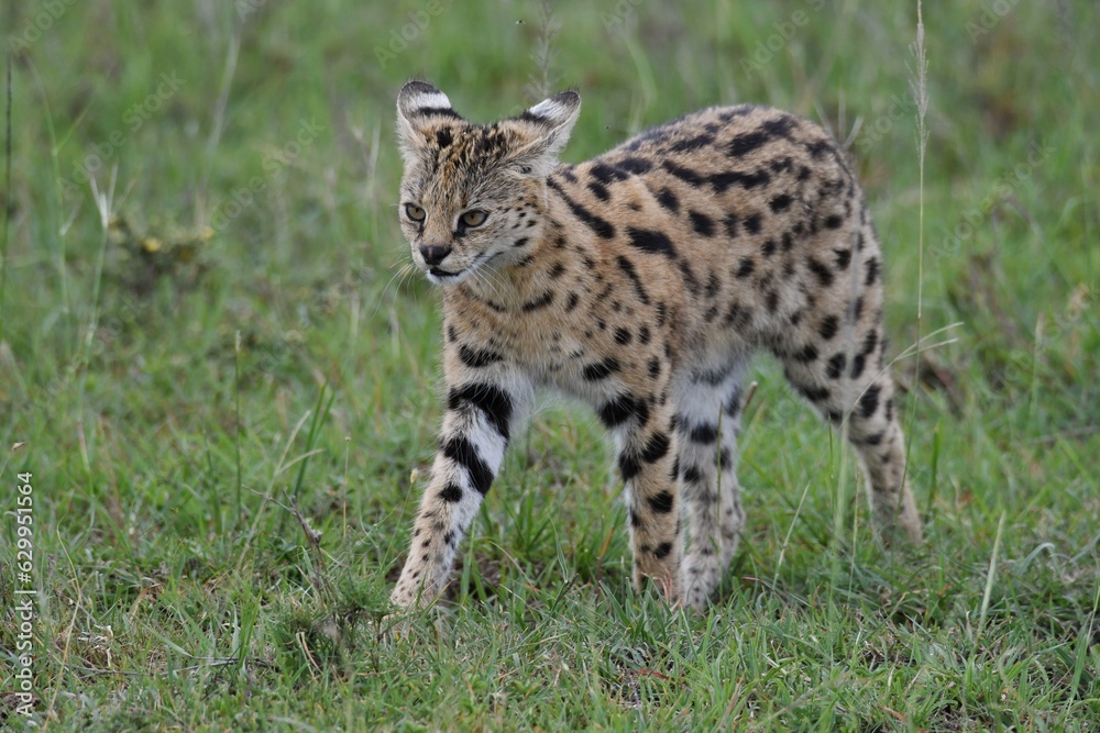 Serval cat in the grass, elusive African cat. Serval cat in the grass, elusive African cat.