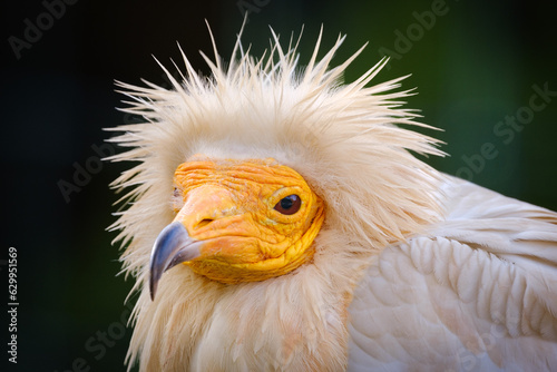 egyptian vulture close up portrait © Jim Barris