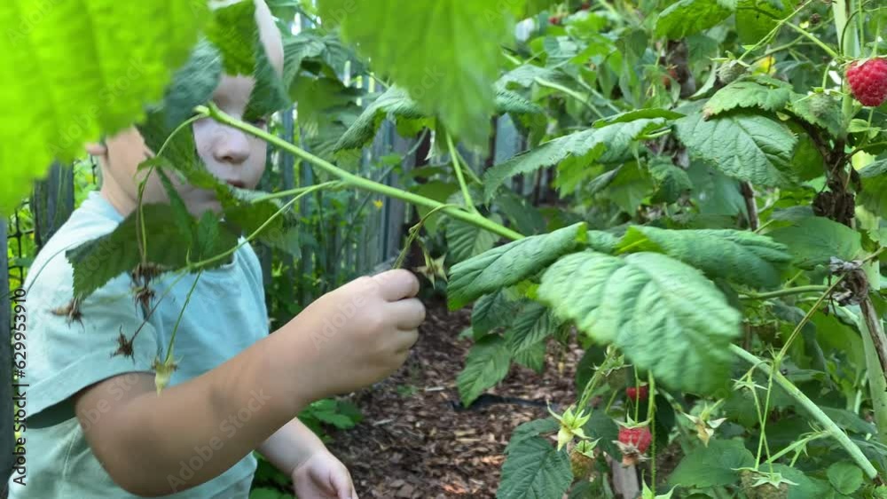 toddler child picking and eating ripe raspberries in the garden toddler child picking and eating ripe raspberries in the garden