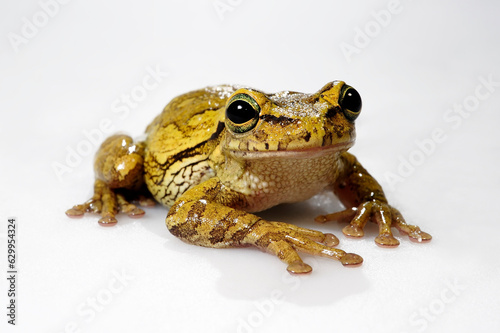 Kuba-Laubfrosch // Cuban tree frog (Osteopilus septentrionalis)
