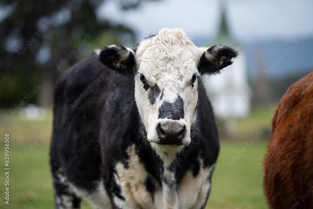 Close up of a black cows face in a field on a farm in the rain Close up of a black cows face in a field on a farm in the rain