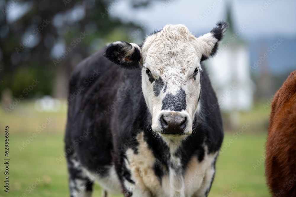 Close up of a black cows face in a field on a farm in the rain Close up of a black cows face in a field on a farm in the rain