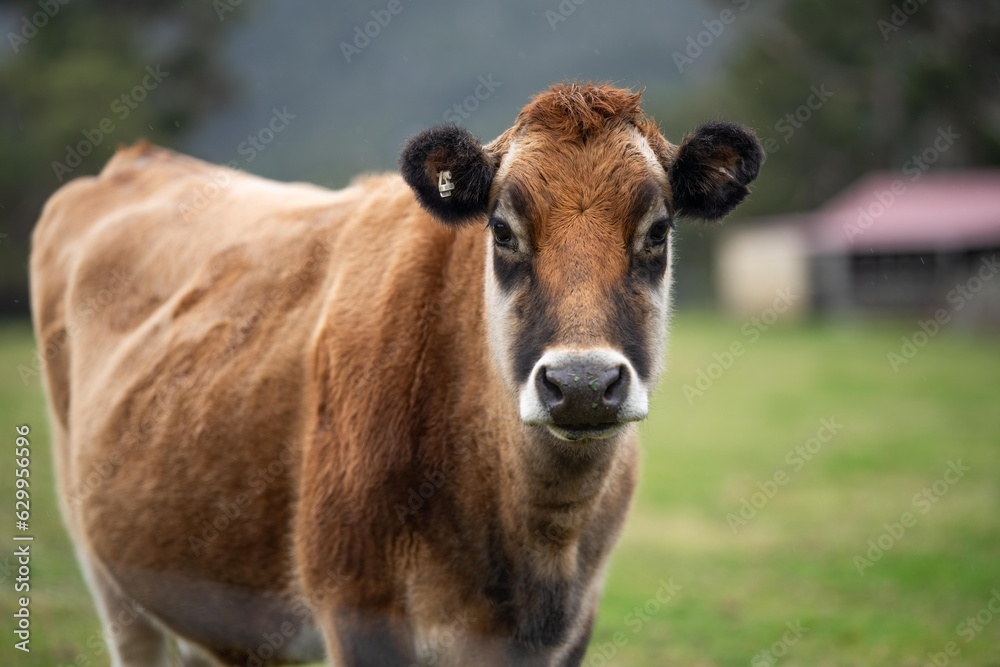 Close up of a black cows face in a field on a farm in the rain Close up of a black cows face in a field on a farm in the rain