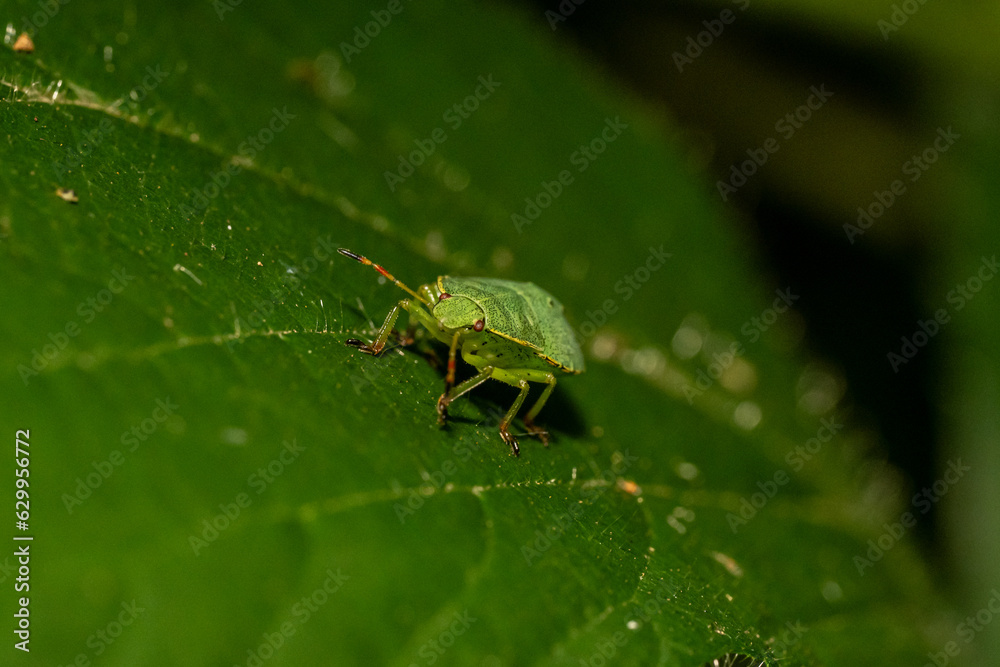 Fototapeta premium Macro insecte 18