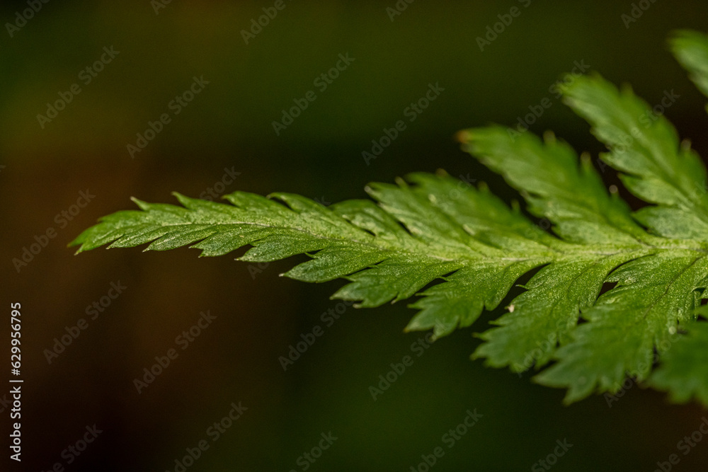 Macro Plante 9 Macro Plante 9