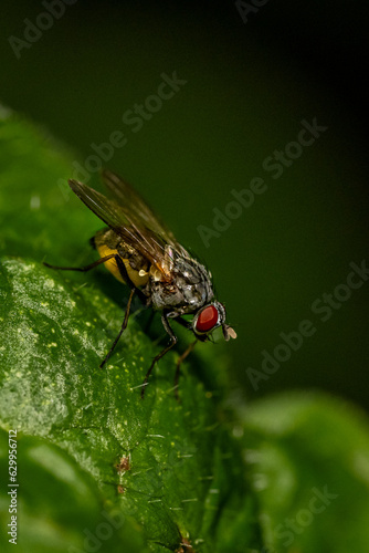 Macro insecte 27