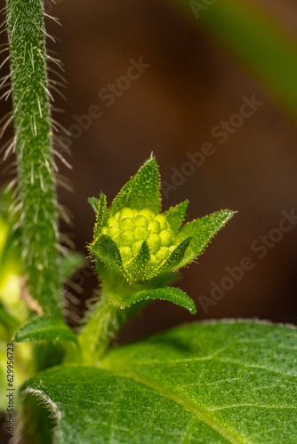 Macro Plante 14