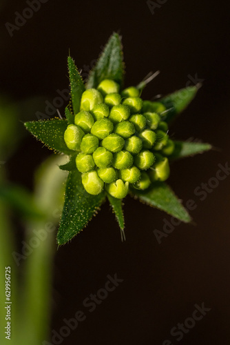 Macro Plante 12