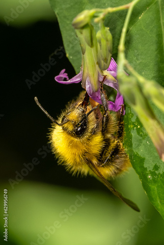 Macro insecte 24
