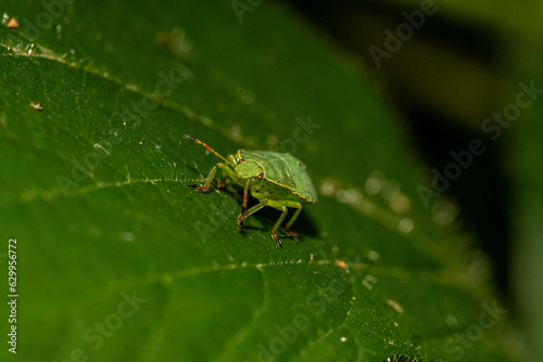 Macro insecte 18