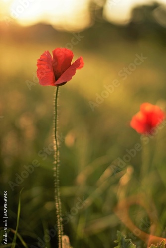 Summer evening field of red poppies and green grass