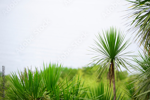 Tropical palm leaves.Exotic floral background.