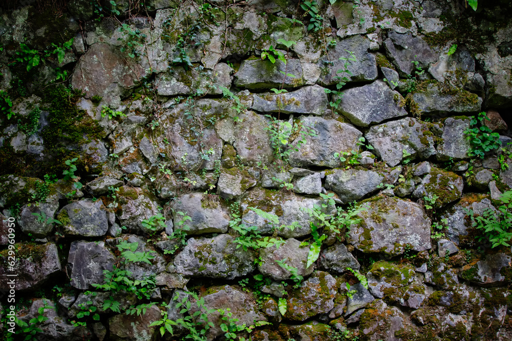 Texture of a stone wall with boulders of various shapes and sprouted plants. Texture of a stone wall with boulders of various shapes and sprouted plants.
