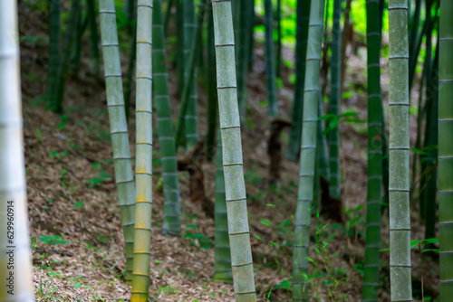 Part of bamboo trunks in a bamboo grove.