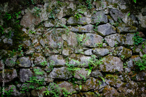 Texture of a stone wall with boulders of various shapes and sprouted plants.