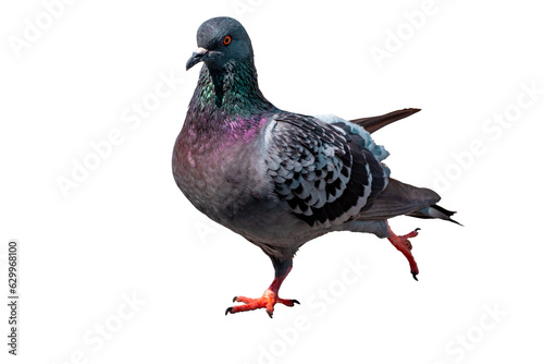 Full Body side view of pigeon bird standing and walking isolate on transparent background, PNG File
