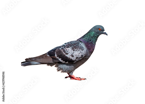 Full Body Side view of pigeon bird standing isolate on transparent background, PNG file