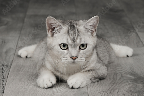 cute gray scottish cat with green eyes