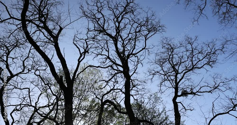deciduous trees in a mixed forest in the spring season, beautiful fresh green foliage in the park in the spring deciduous trees in a mixed forest in the spring season, beautiful fresh green foliage in the park in the spring