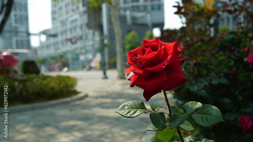 A single red rose in an outdoor park