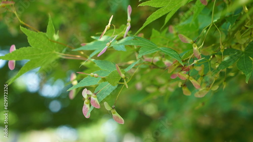 Natural plant of maple tree