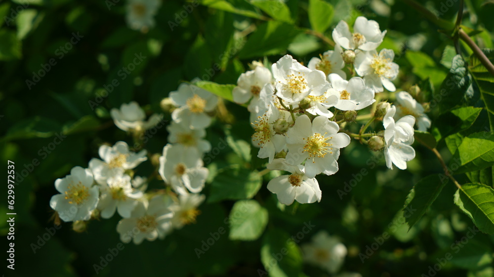 white rosa multiflora tree in the park white rosa multiflora tree in the park