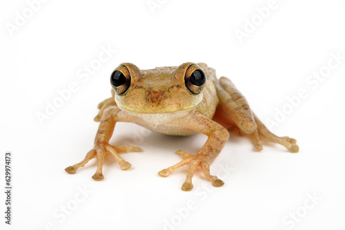Cuban tree frog // Kuba-Laubfrosch (Osteopilus septentrionalis) photo